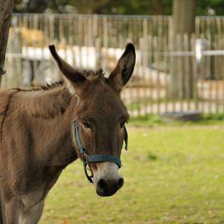Kinderboerderij Sneek