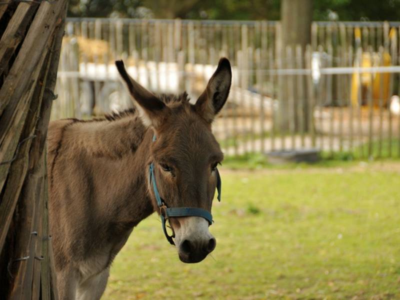 Sneek petting zoo