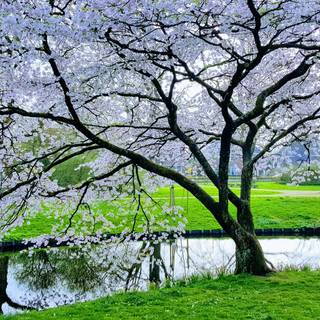 Wilhelminapark